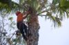 Proper Tree Pruning