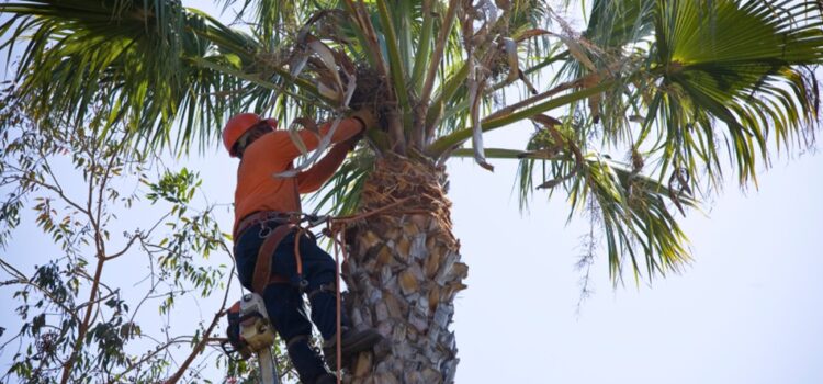 Proper Tree Pruning