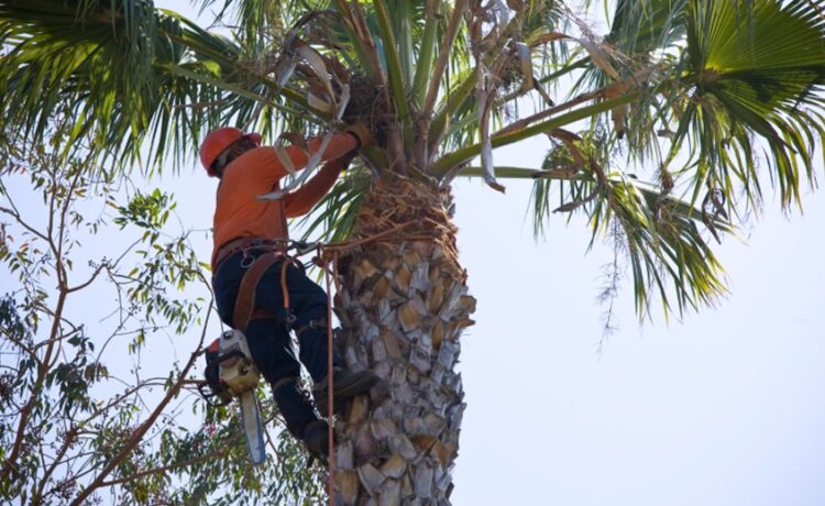 Proper Tree Pruning